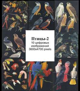 птицы -1  рисунки в цифровом формате