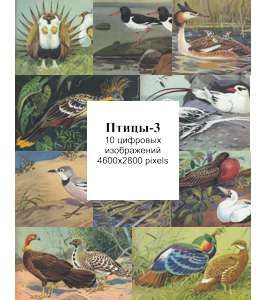 птицы  рисунки в цифровом формате
