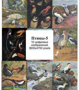 птицы -5 рисунки в цифровом формате